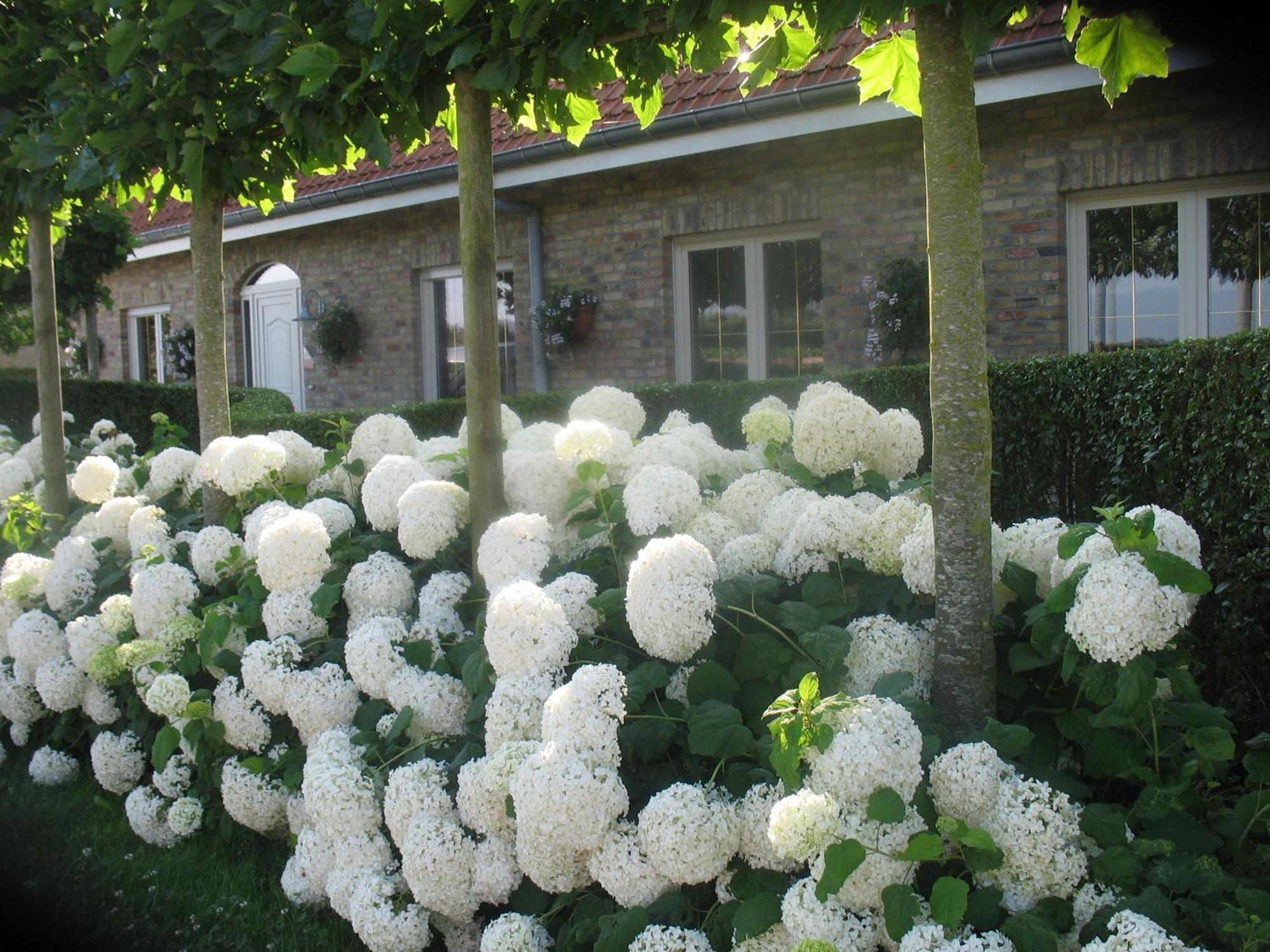 B&B Greenhouse 37 Langemark Екстер'єр фото